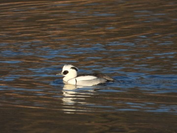 Monitoring Zimujących Ptaków Wodnych na Pilicy – 2026, <p>bielaczek</p>