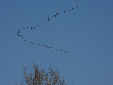 Wyniki Monitoringu Zimujących Ptaków Wodnych na Pilicy, <p>żurawie</p>
