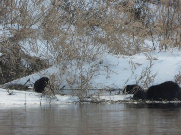 Wyniki Monitoringu Zimujących Ptaków Wodnych na Pilicy, <p>bobry</p>