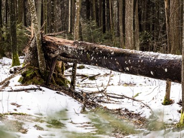 W oczekiwaniu na wiosnę rezerwat Czarna Rózga 2026, 