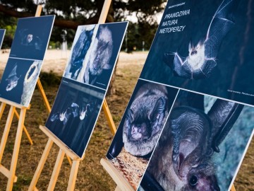 Noc nietoperzy w Przedborskim Parku Krajobrazowym 2025, 