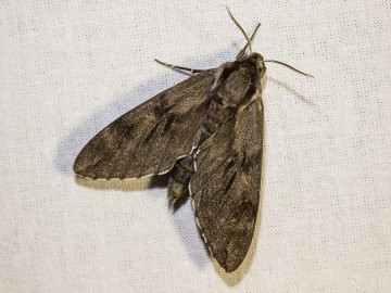 Nocne świecenia - poznaj świat motyli nocnych PPK 2025, 