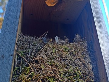 Czyszczenie budek lęgowych w naszych parkach, 
