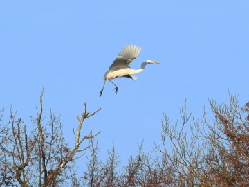 Obserwacje ptaków w Parku Krajobrazowym Międzyrzecza Warty i Widawki na przełomie 2024 i 2025 roku, 