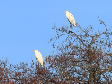 Obserwacje ptaków w Parku Krajobrazowym Międzyrzecza Warty i Widawki na przełomie 2024 i 2025 roku, 