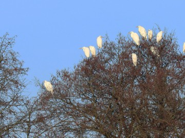 Obserwacje ptaków w Parku Krajobrazowym Międzyrzecza Warty i Widawki na przełomie 2024 i 2025 roku, 