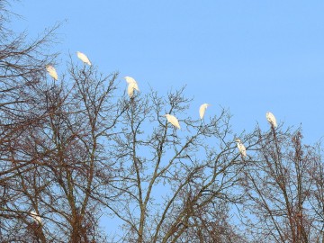 Obserwacje ptaków w Parku Krajobrazowym Międzyrzecza Warty i Widawki na przełomie 2024 i 2025 roku, 