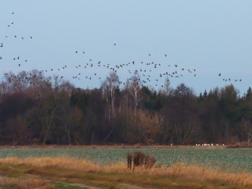 Obserwacje ptaków w Parku Krajobrazowym Międzyrzecza Warty i Widawki na przełomie 2024 i 2025 roku, 