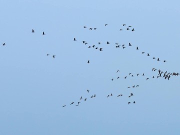 Obserwacje ptaków w Parku Krajobrazowym Międzyrzecza Warty i Widawki na przełomie 2024 i 2025 roku, 