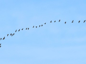 Obserwacje ptaków w Parku Krajobrazowym Międzyrzecza Warty i Widawki na przełomie 2024 i 2025 roku, 