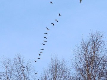 Obserwacje ptaków w Parku Krajobrazowym Międzyrzecza Warty i Widawki na przełomie 2024 i 2025 roku, 