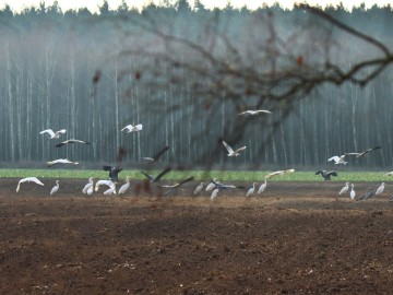 Obserwacje ptaków w Parku Krajobrazowym Międzyrzecza Warty i Widawki na przełomie 2024 i 2025 roku, 