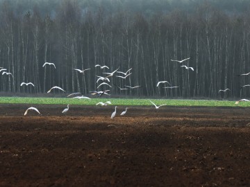 Obserwacje ptaków w Parku Krajobrazowym Międzyrzecza Warty i Widawki na przełomie 2024 i 2025 roku, 