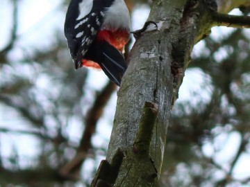 Obserwacje ptaków w Parku Krajobrazowym Międzyrzecza Warty i Widawki na przełomie 2024 i 2025 roku, 