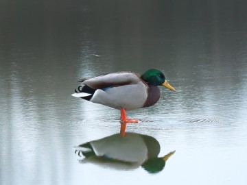 Obserwacje ptaków w Parku Krajobrazowym Międzyrzecza Warty i Widawki na przełomie 2024 i 2025 roku, 