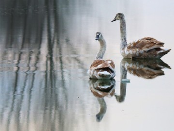Obserwacje ptaków w Parku Krajobrazowym Międzyrzecza Warty i Widawki na przełomie 2024 i 2025 roku, 